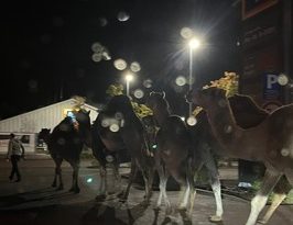 POL-PDKH: Kamele laufen durch Bretzenheim